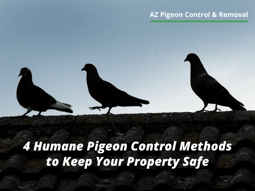 4 Humane Pigeon Control Methods to Keep Your Property Safe AZ Pigeon