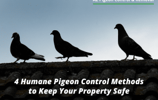 4 Humane Pigeon Control Methods to Keep Your Property Safe