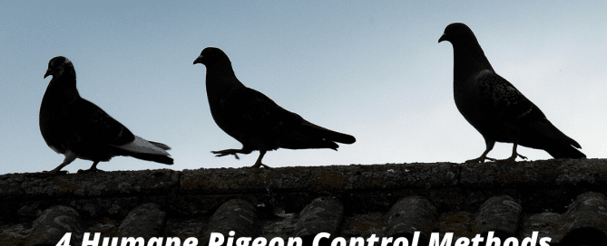4 Humane Pigeon Control Methods to Keep Your Property Safe
