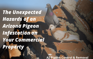 The Unexpected Hazards of an Arizona Pigeon Infestation on Your Commercial Property