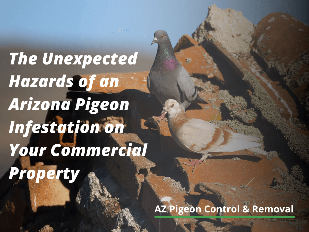The Unexpected Hazards of an Arizona Pigeon Infestation on Your Commercial Property