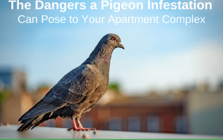 The Dangers a Pigeon Infestation Can Pose to Your Apartment Complex