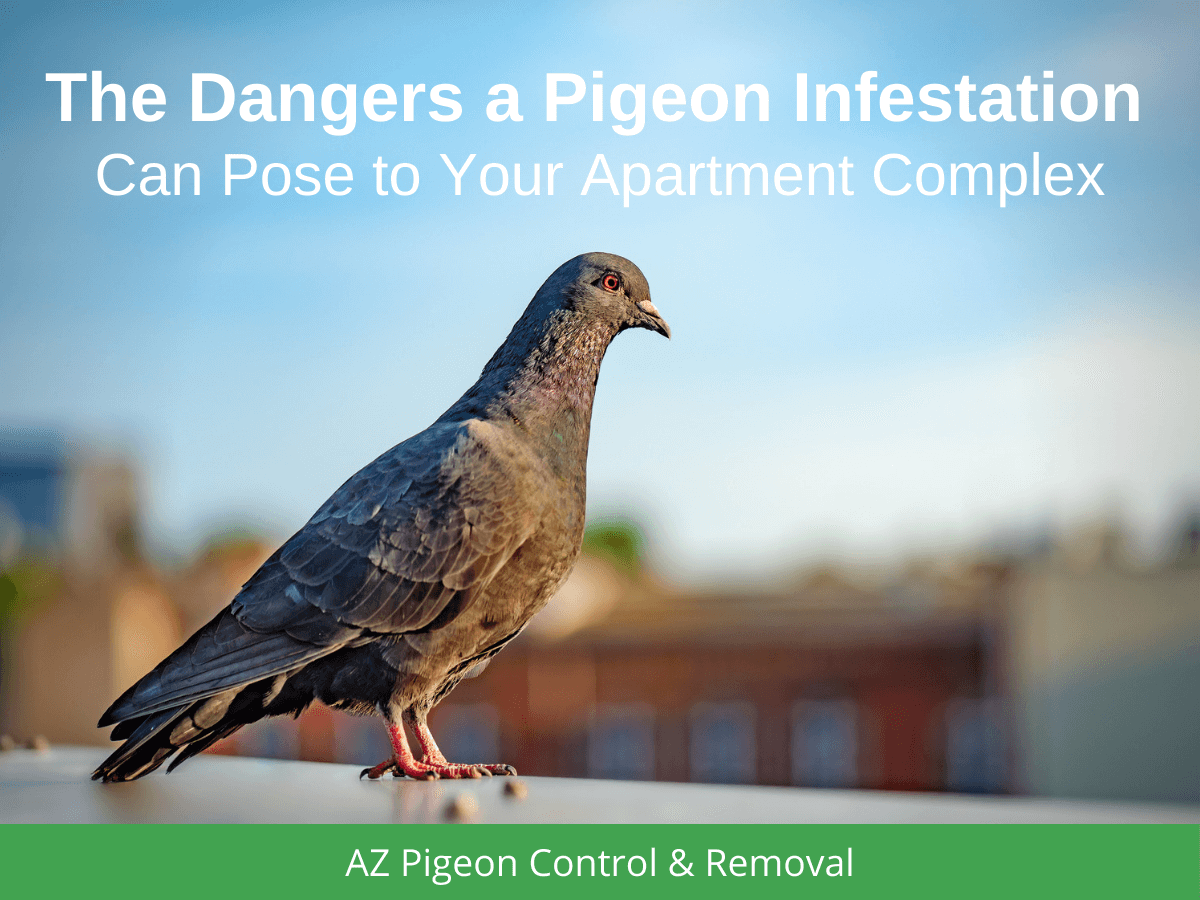 The Dangers a Pigeon Infestation Can Pose to Your Apartment Complex