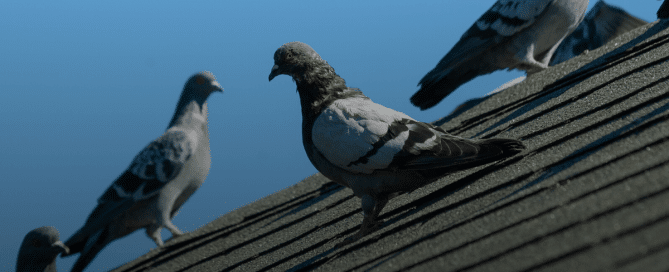 Pigeon-Related Diseases & How to Avoid Them