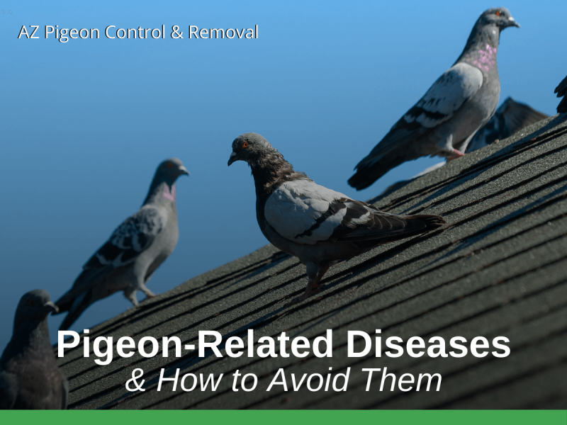 PigeonRelated Diseases & How to Avoid Them AZ Pigeon Control & Removal