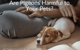 Are Pigeons Harmful to Your Pets?