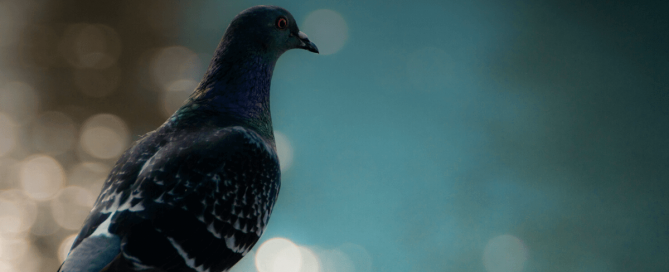 3 Foolproof Pigeon Control Solutions to Keep Them Away From Your Balcony