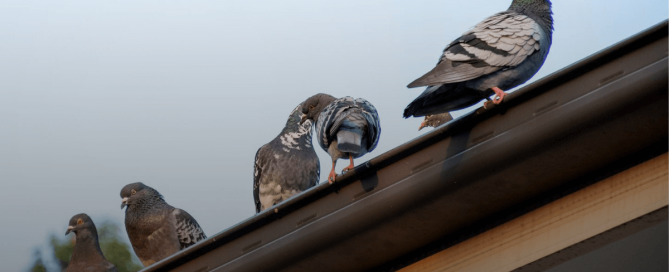 5 Common Mistakes That Attract Pigeons to Your Property