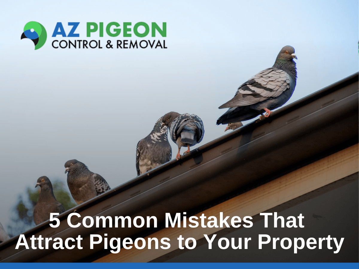 5 Common Mistakes That Attract Pigeons to Your Property