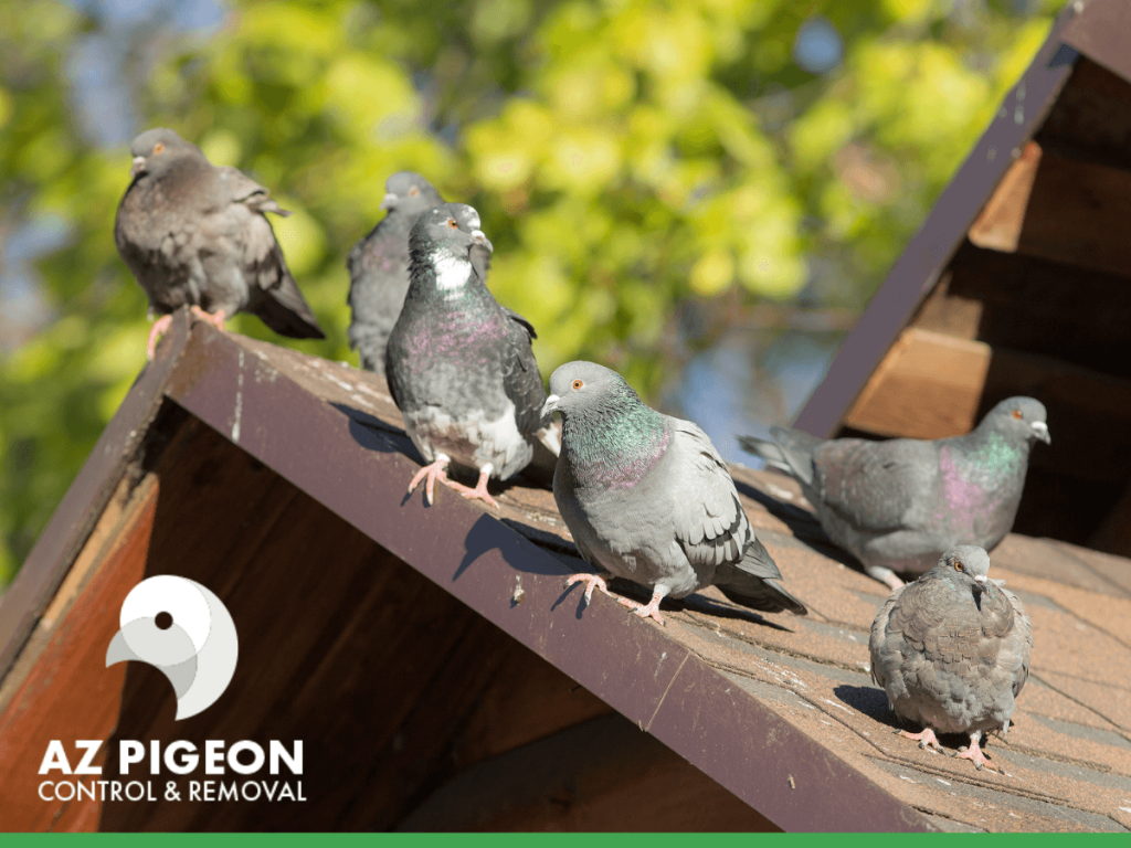 Precautions You Can Take to Repel Pigeons in Arizona