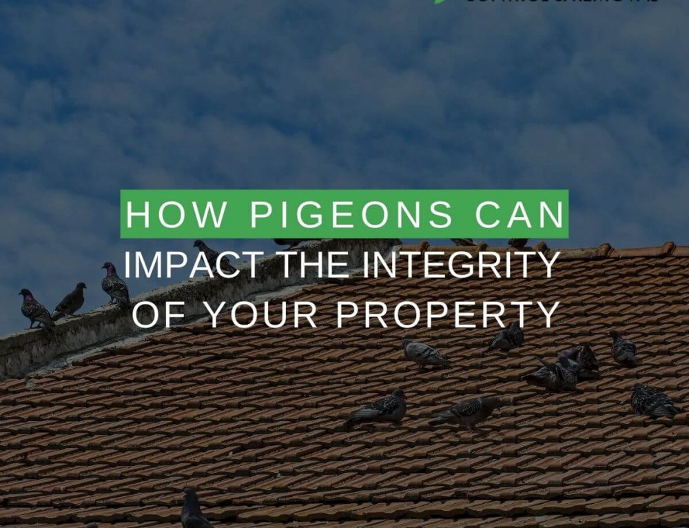 Pigeon Droppings Potential Fire & Health Hazards