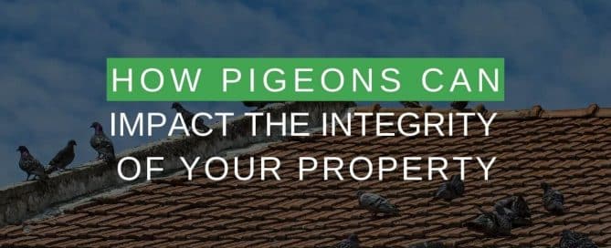 How Pigeons Can Impact the Integrity of Your Property