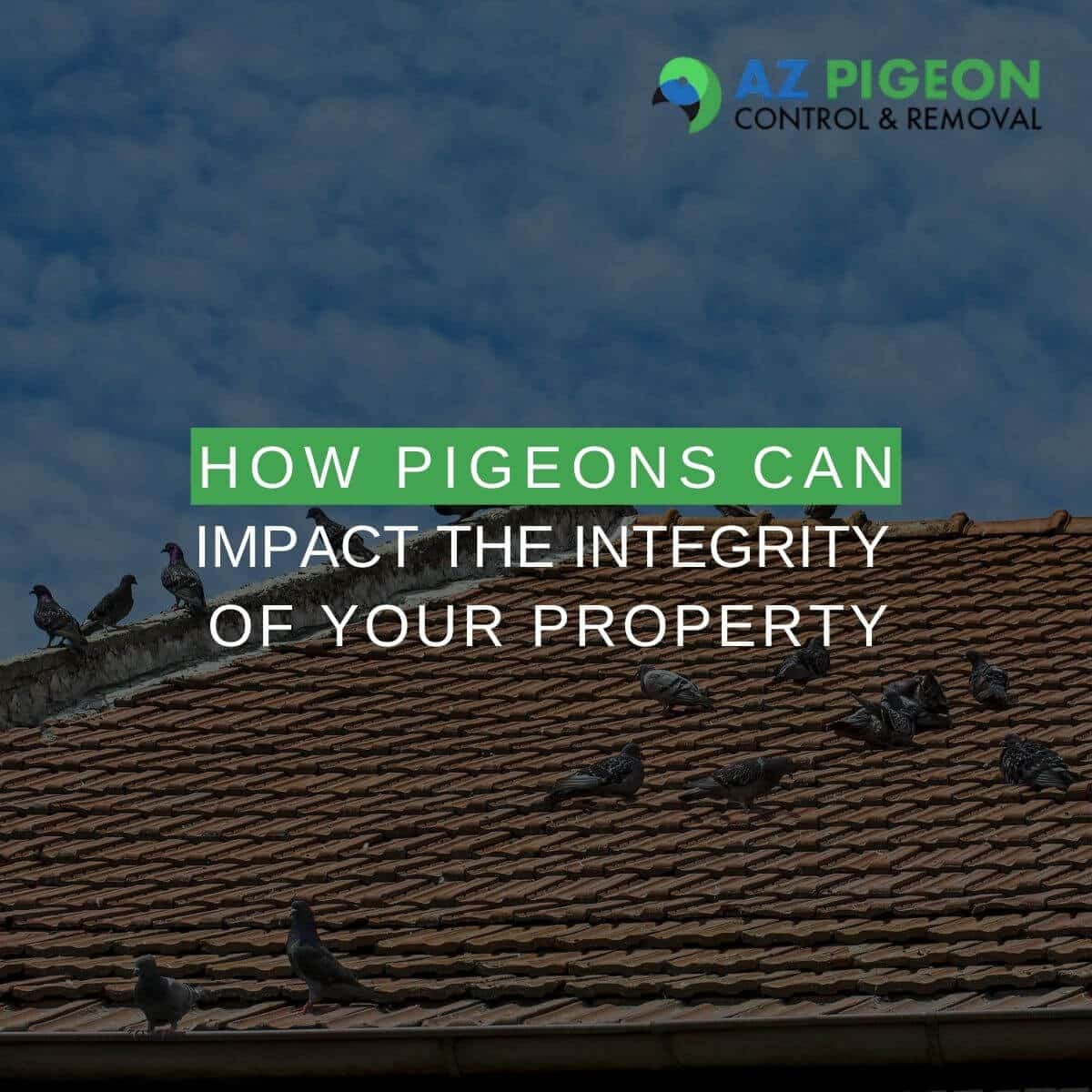How Pigeons Can Impact the Integrity of Your Property