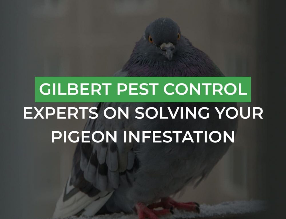 The Dangers a Pigeon Infestation Can Pose to Your Apartment Complex