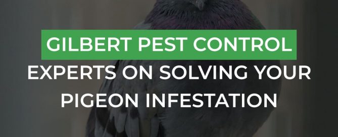 Gilbert Pest Control Experts On Solving Your Pigeon Infestation