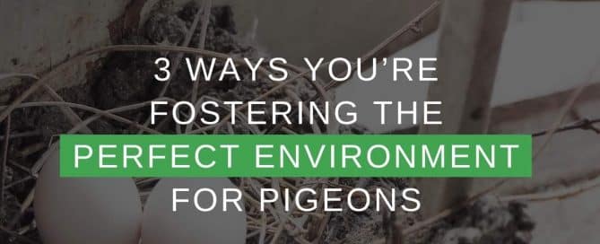 3 Ways You're Fostering The Perfect Environment For Pigeons