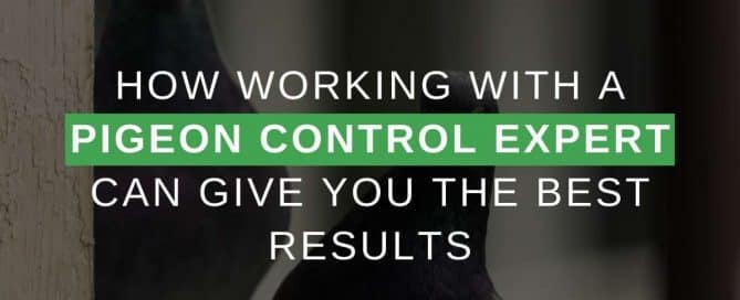 How Working With A Pigeon Control Expert Can Give You The Best Results