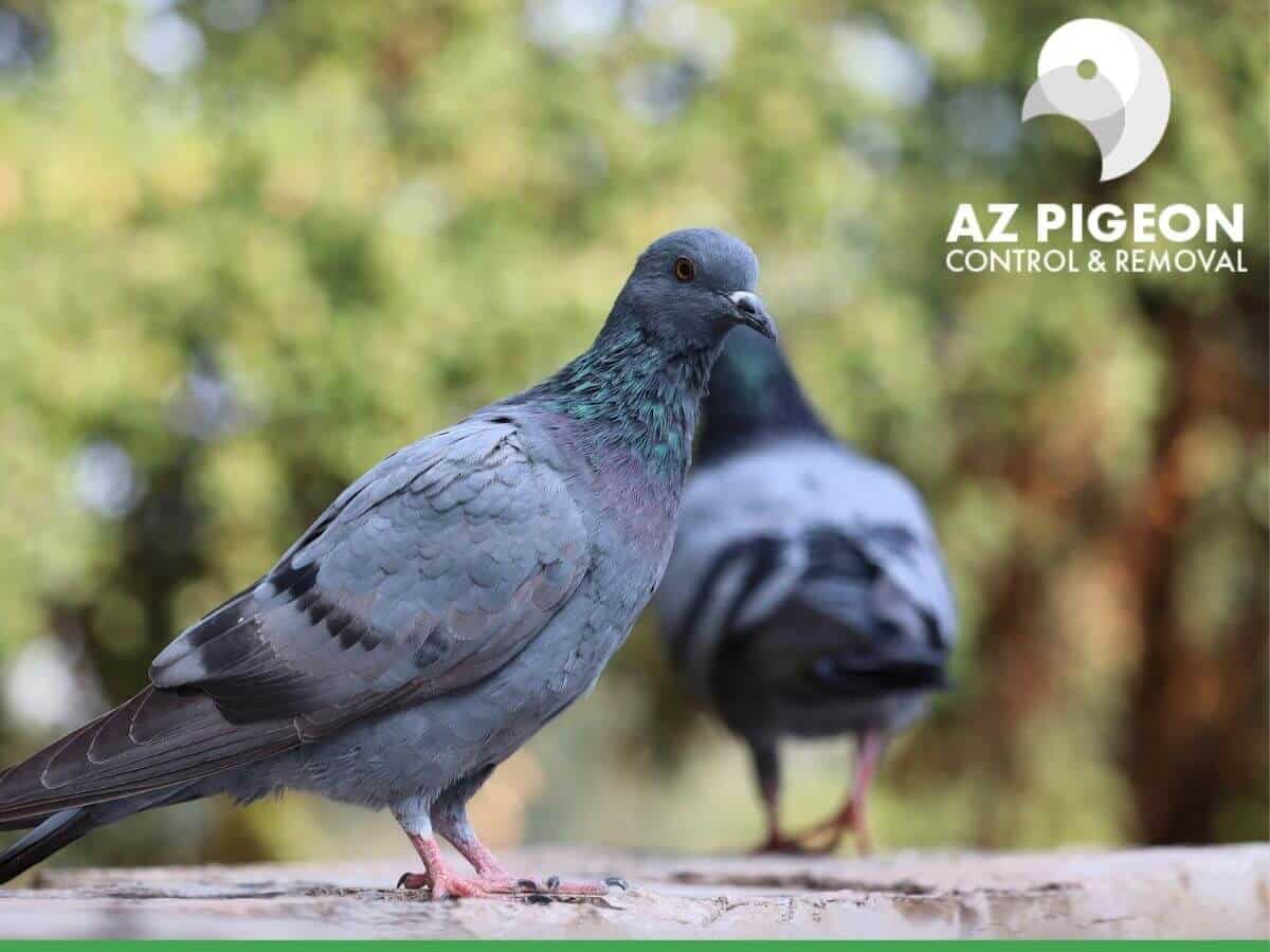 Does Pigeon Prevention Positively Impact Other Species?