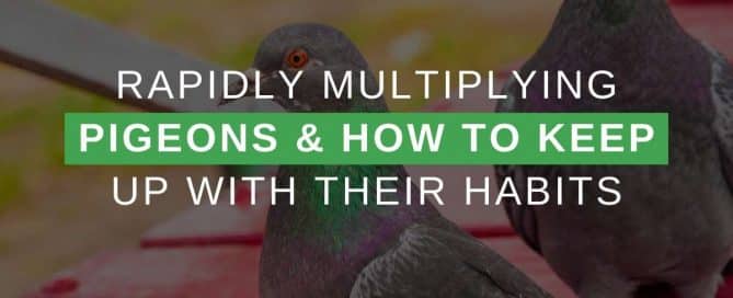 Rapidly Multiplying Pigeons & How To Keep Up With Their Habits
