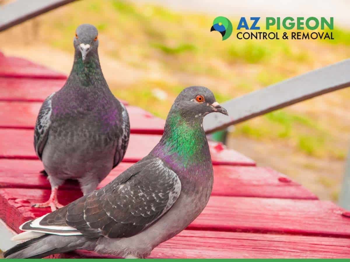 Top Reasons Why You Should Hire Professional Pigeon Removal Services In Phoenix, AZ
