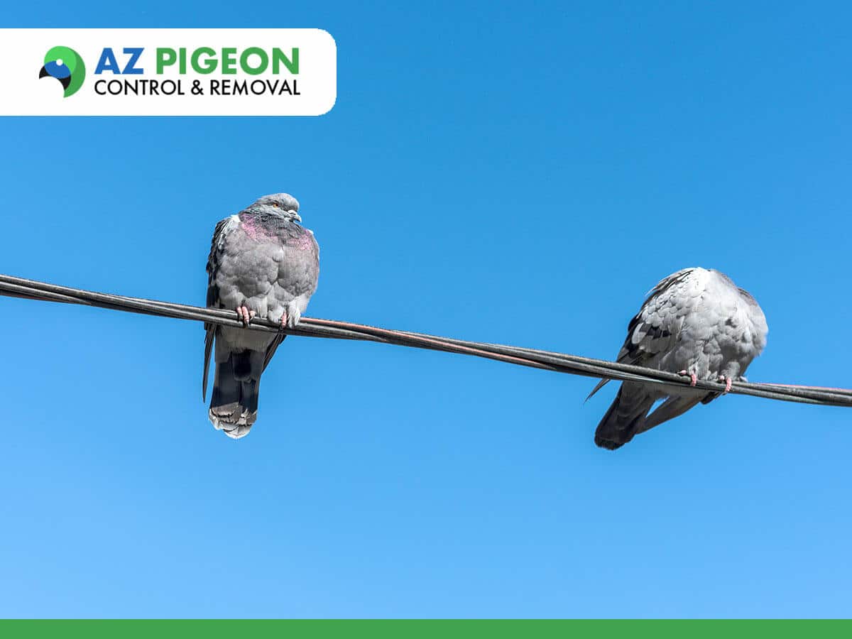Amazing Pigeon Facts You Must Know In Phoenix, AZ