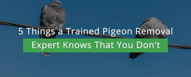 5 Things a Trained Pigeon Removal Expert Knows That You Don't