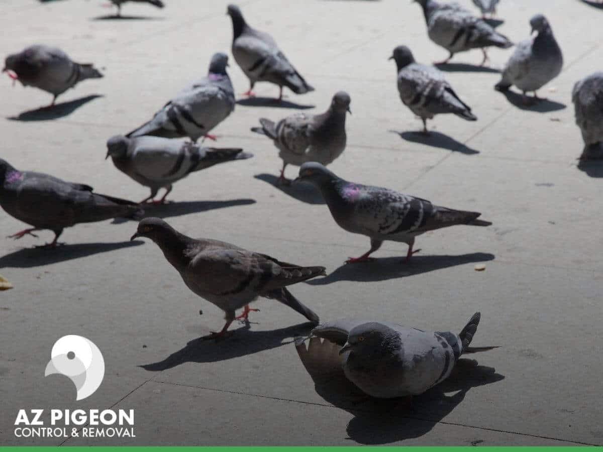 4 Ways Pigeon Control Services Can Help Save You Money