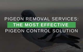 Pigeon Removal Services: The Most Effective Pigeon Control Solution
