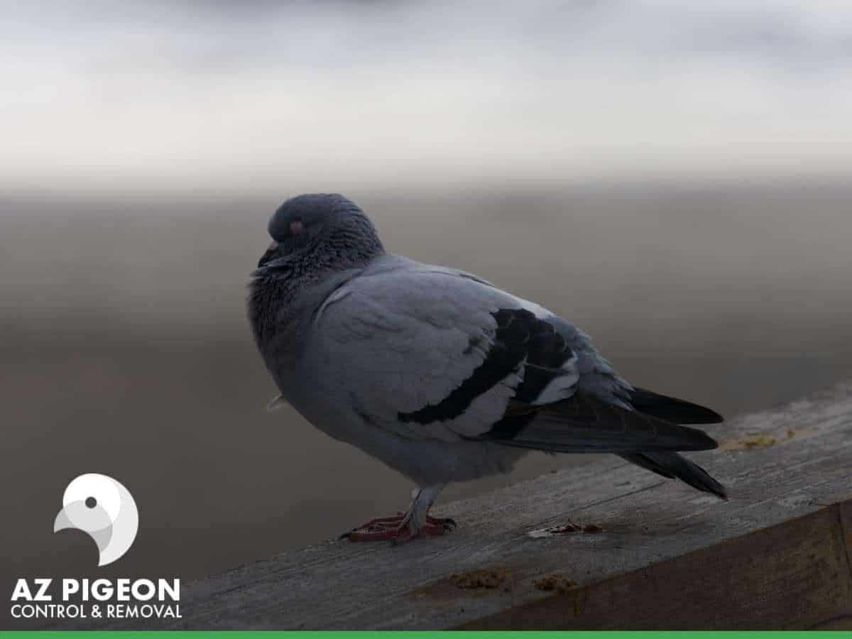 How To Effectively Get Rid Of Pigeons In Mesa, AZ.
