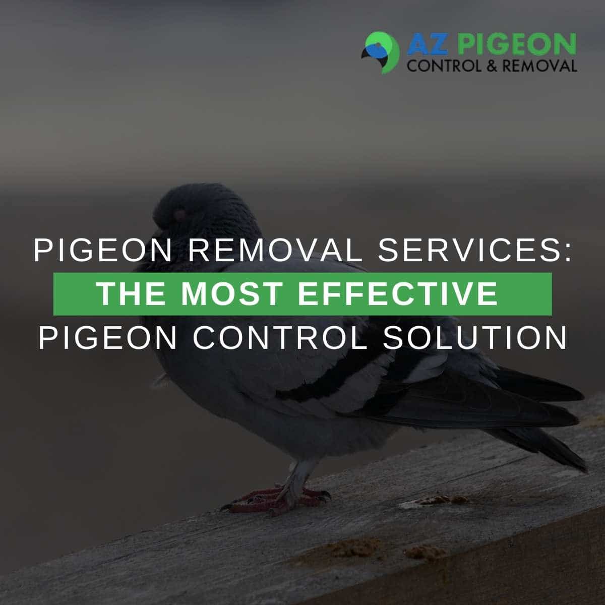 Pigeon Removal Services: The Most Effective Pigeon Control Solution