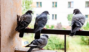 Best Rated Balcony Deterrent For Pigeons In 85281, Tempe