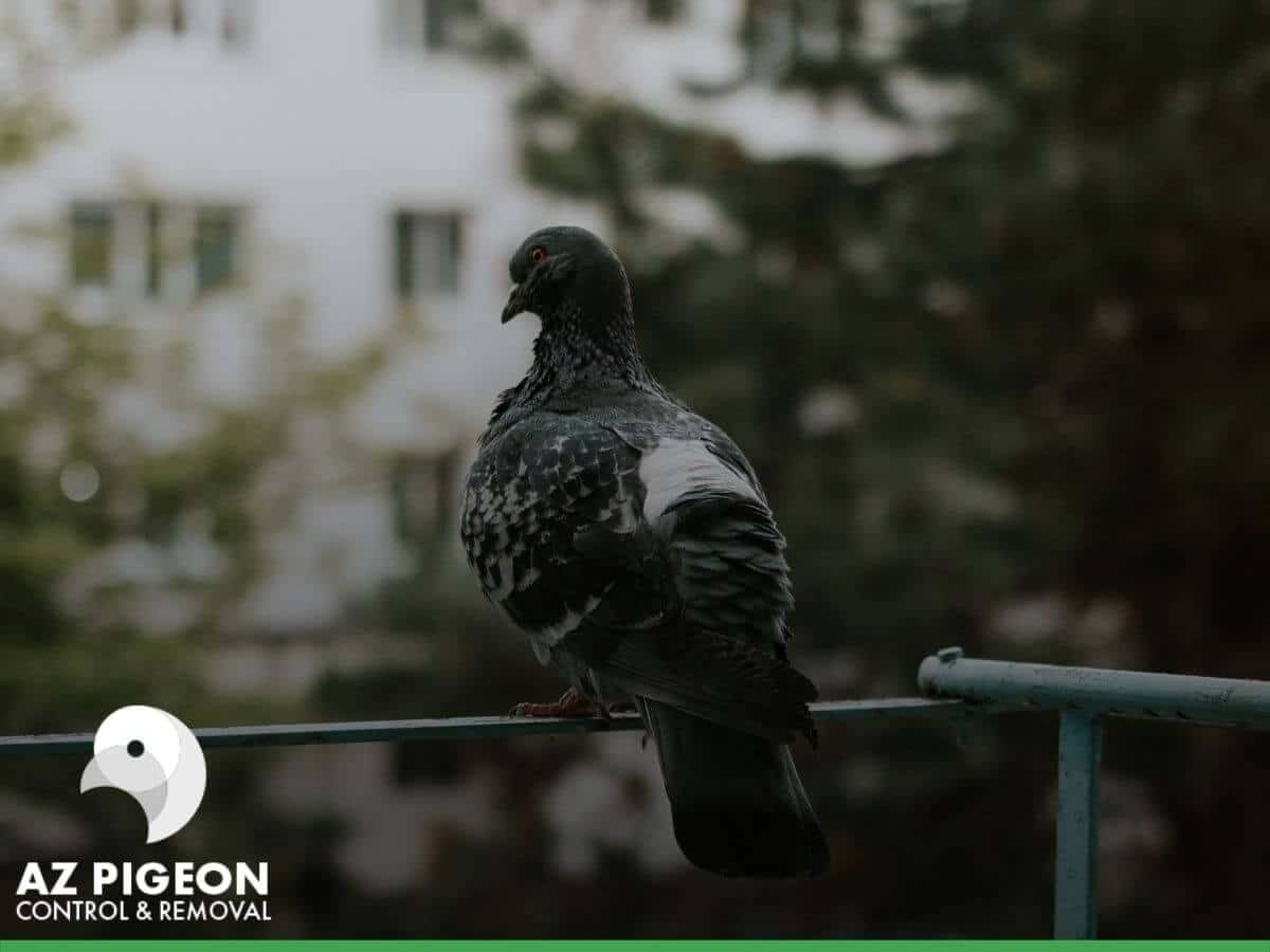 Pigeons in the garden being controlled by AZ Pigeon Control