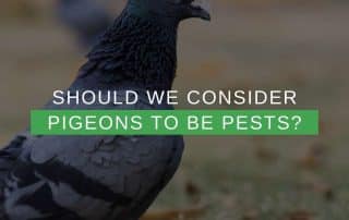Should We Consider Pigeons To Be Pests?