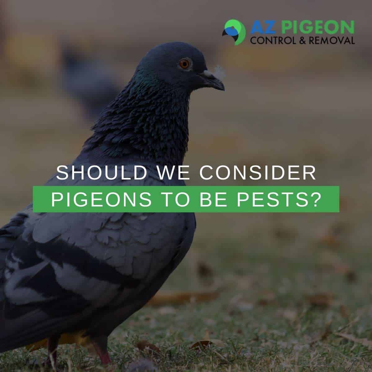 Should We Consider Pigeons To Be Pests?