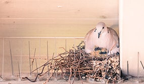 Effective Pigeon Nest Removal On Your Tempe Property
