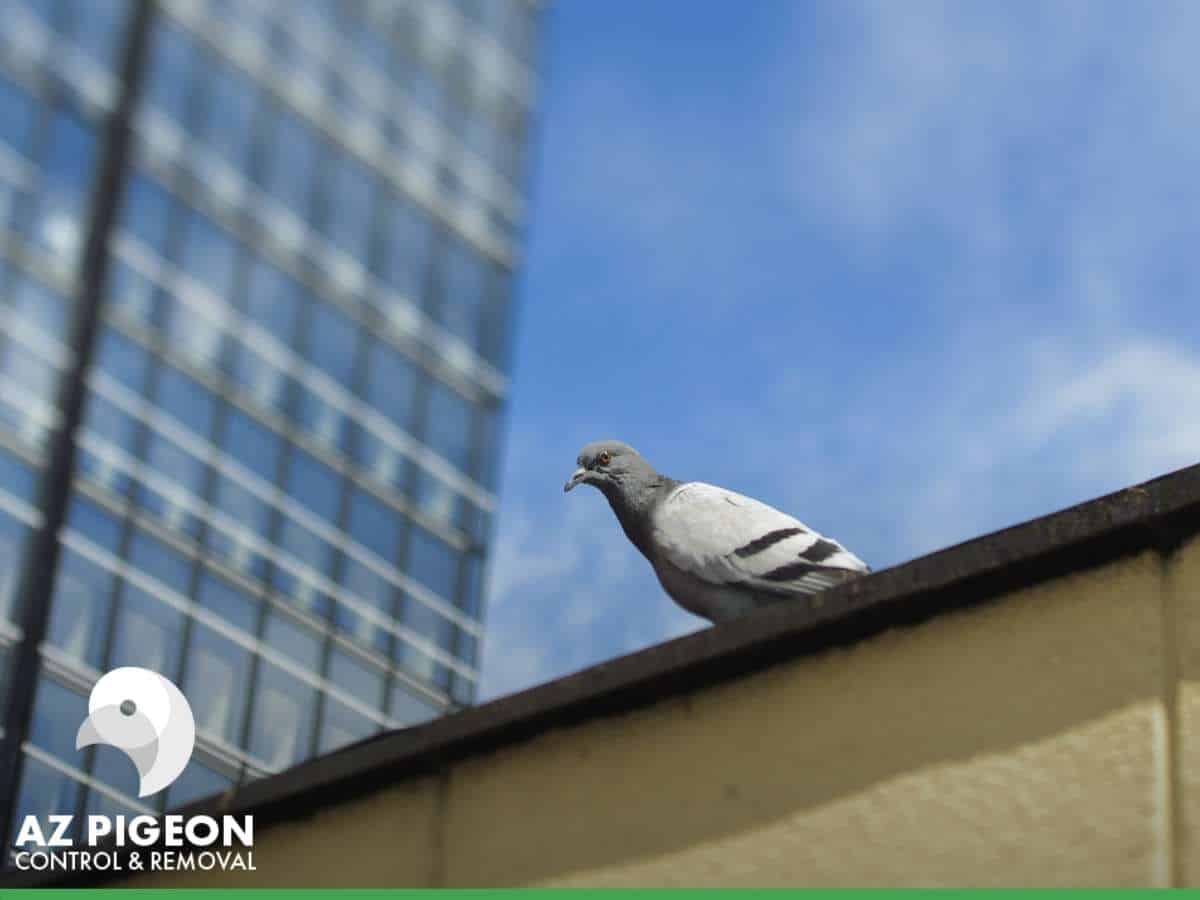 The Dangers Of Having Pigeons In Your Commercial Property In Phoenix, AZ
