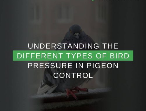 Understanding The Different Types Of Bird Pressure In Pigeon Control