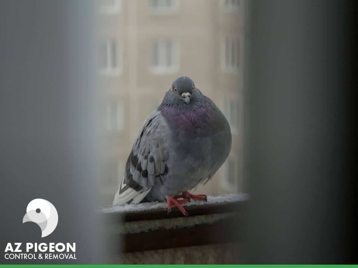 Understanding The Different Types Of Bird Pressure In Pigeon Control