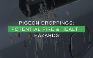Pigeon Droppings Potential Fire & Health Hazards
