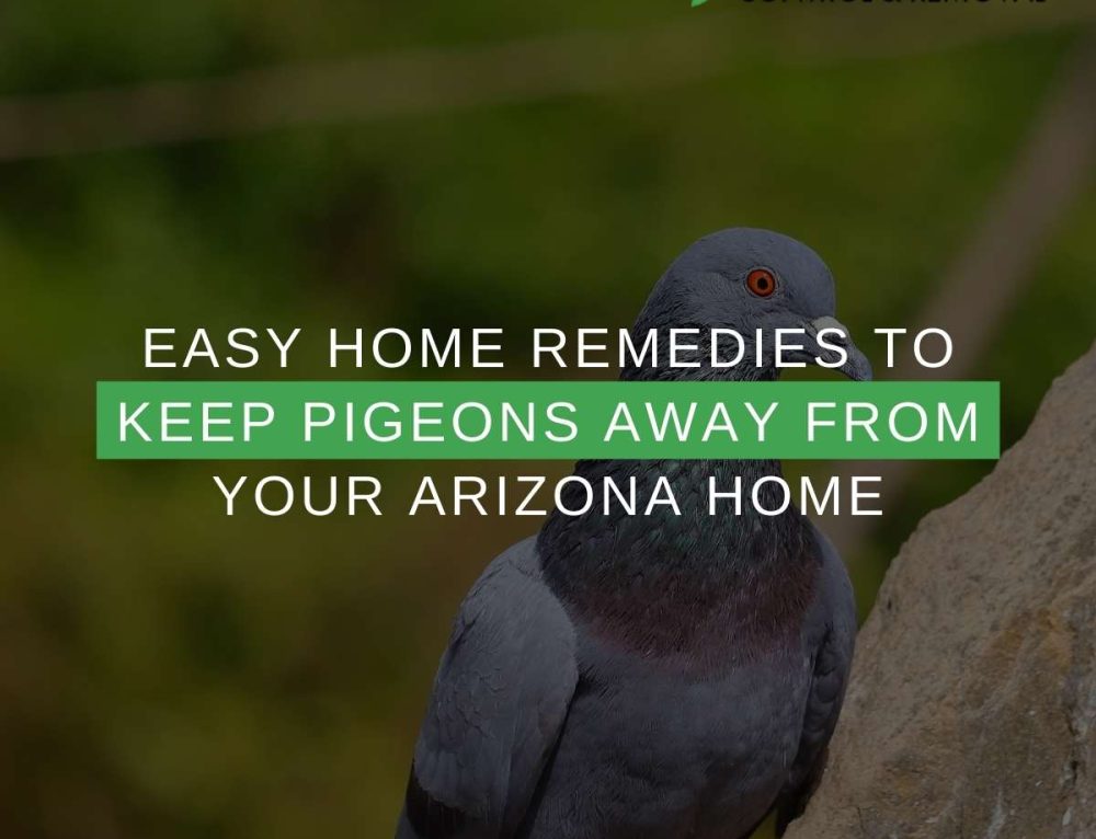 Get Rid Of Pigeons 5 Smells They Can't Stand That Will Do The Work