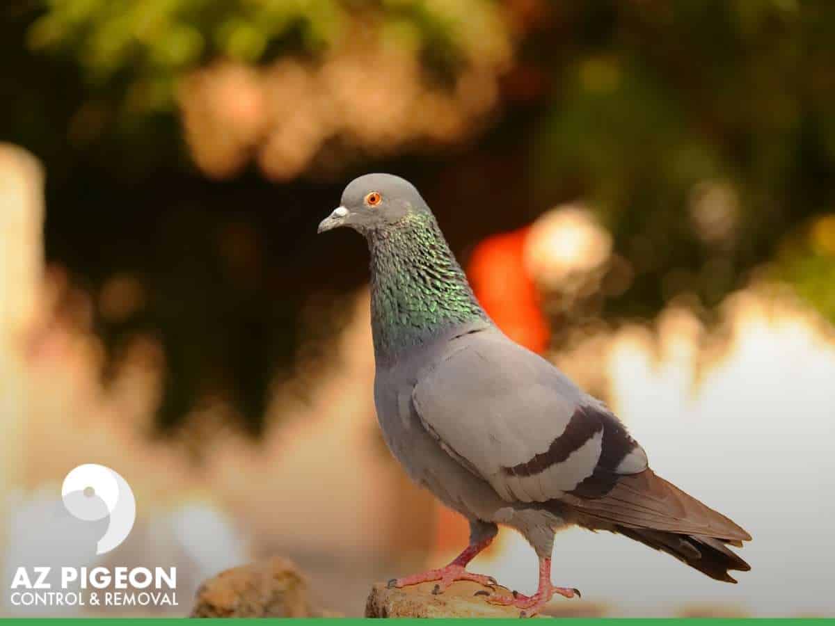 Understanding The Importance Of Hiring Commercial Pigeon Control In Phoenix