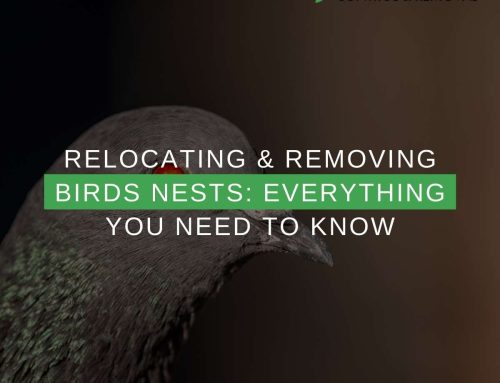 Relocating & Removing Birds Nests: Everything You Need To Know