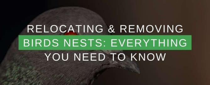 Relocating & Removing Birds Nests Everything You Need To Know