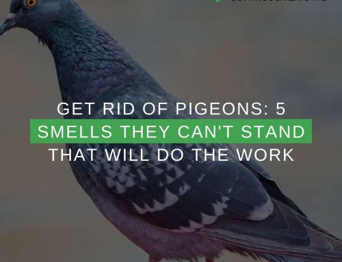 Get Rid Of Pigeons: 5 Smells They Can’t Stand That Will Do The Work
