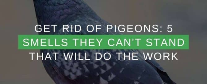 Get Rid Of Pigeons 5 Smells They Can't Stand That Will Do The Work