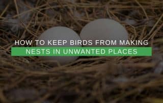 How To Keep Birds From Making Nests In Unwanted Places