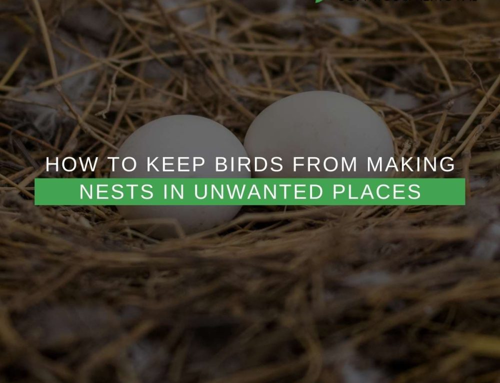 Home Remedies To Keep Pigeons Away From Your Arizona Home