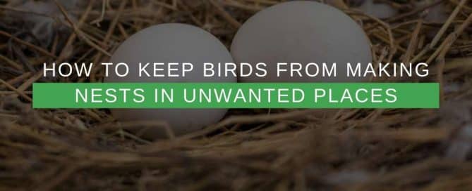 How To Keep Birds From Making Nests In Unwanted Places