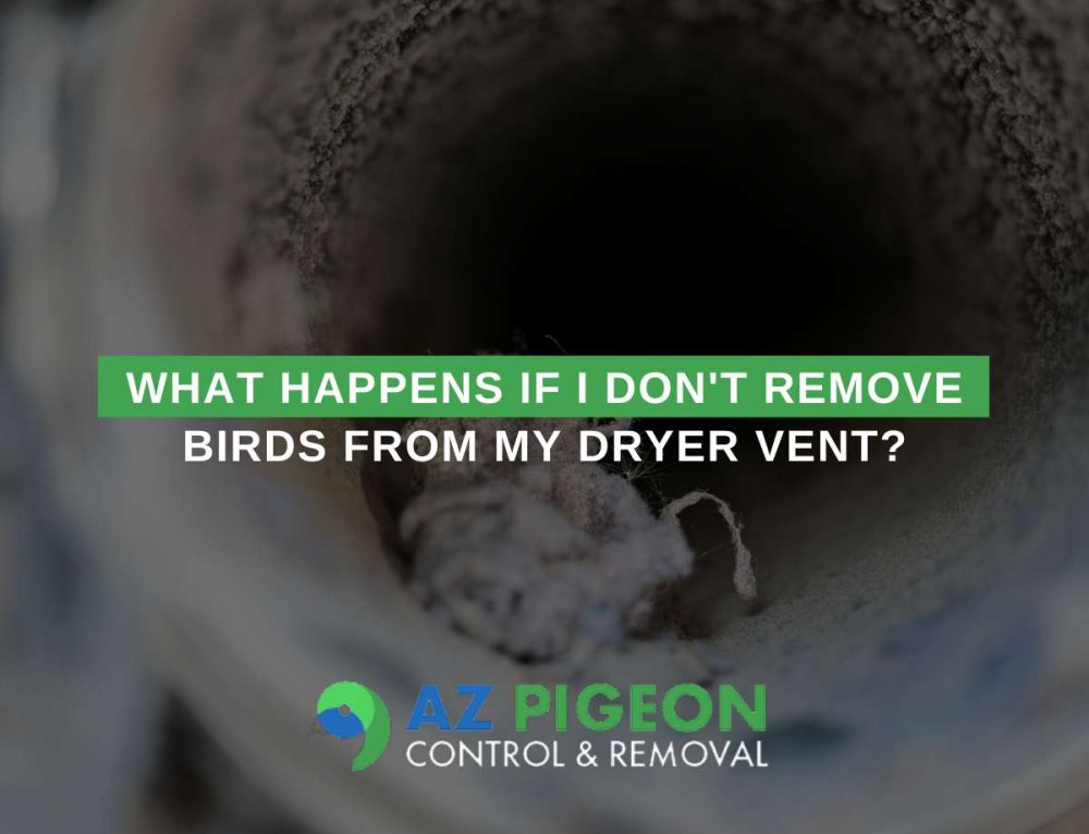 Home Remedies To Keep Pigeons Away From Your Arizona Home