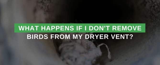 What Happens If I Don't Remove Birds From My Dryer Vent
